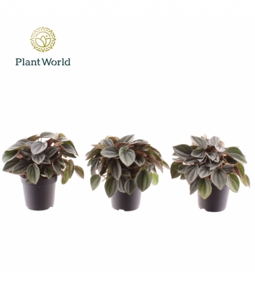 Peperomia