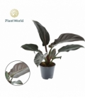 Philodendron