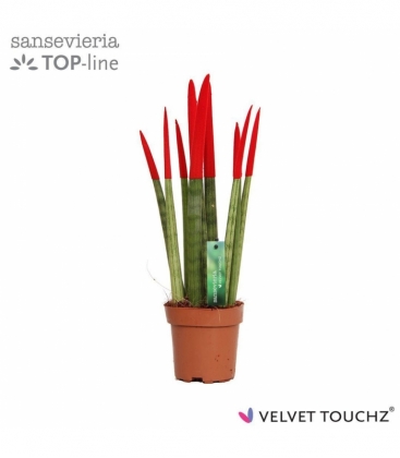 Sansevieria