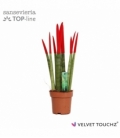 Sansevieria