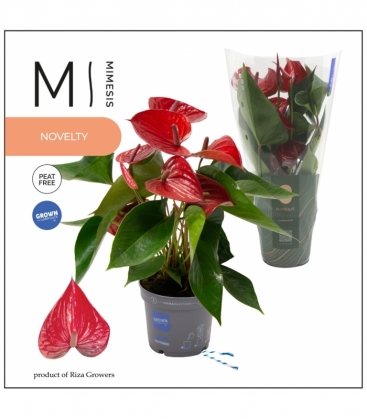 Anthurium