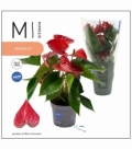 Anthurium