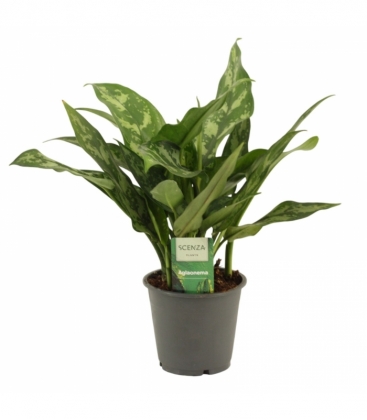 Aglaonema