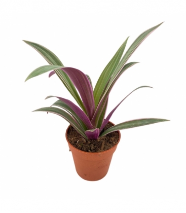 Tradescantia
