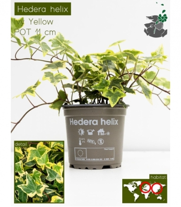 Hedera