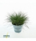 Festuca