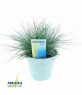 Festuca