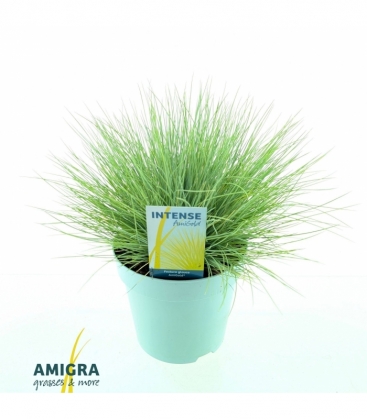 Festuca