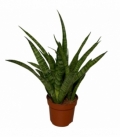 Sansevieria