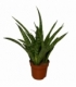 Sansevieria