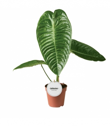 Anthurium