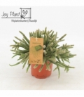 Rhipsalis