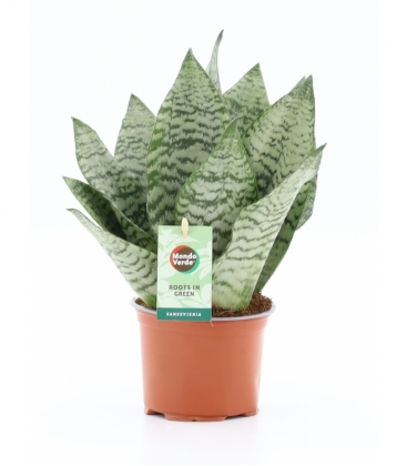 Sansevieria