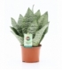 Sansevieria
