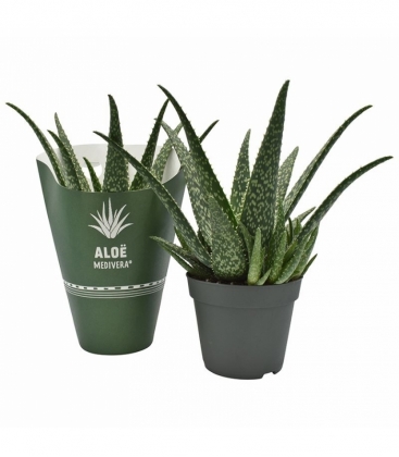 Aloe