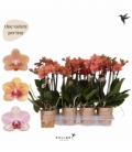 Phalaenopsis