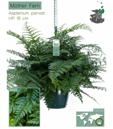 Asplenium
