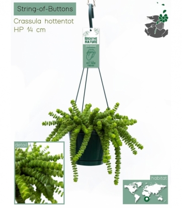 Crassula