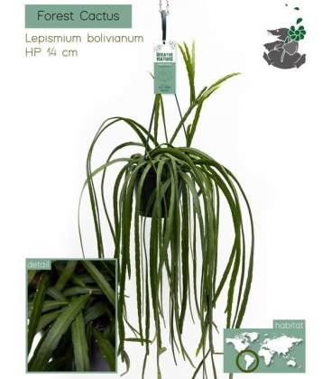 Lepismium