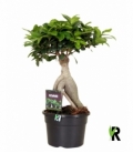 Ficus