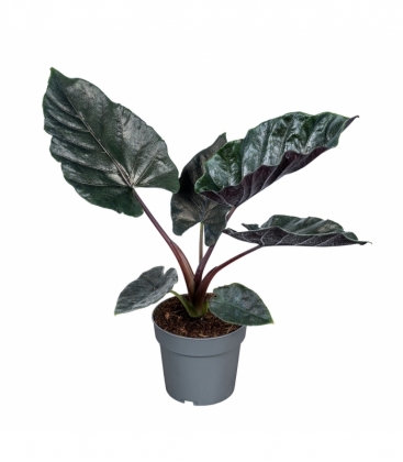Alocasia