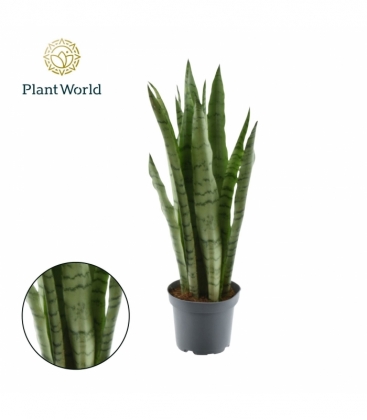 Sansevieria