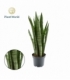 Sansevieria