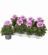 Pelargonium
