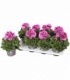 Pelargonium