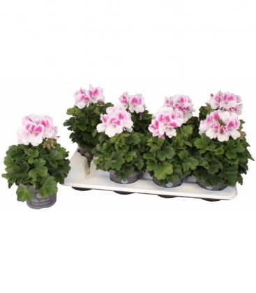 Pelargonium