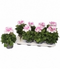 Pelargonium