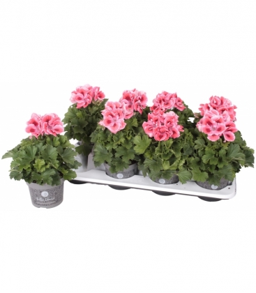Pelargonium