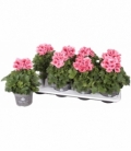 Pelargonium
