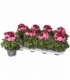 Pelargonium