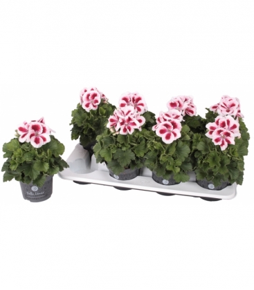 Pelargonium