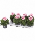 Pelargonium
