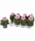 Pelargonium
