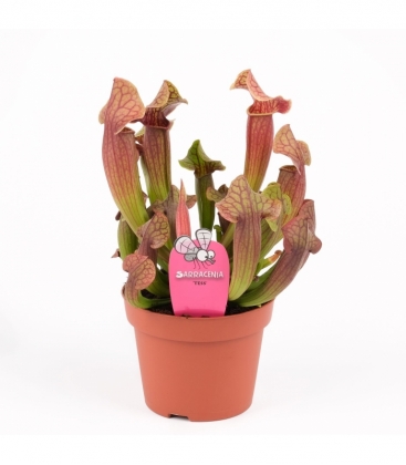 Sarracenia