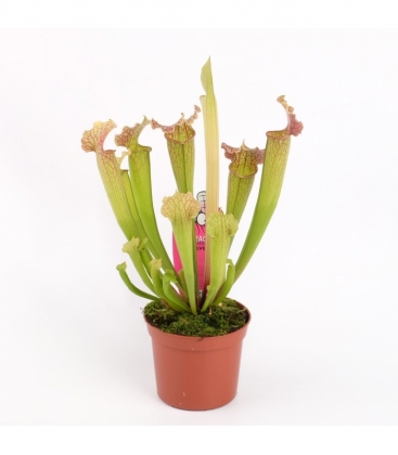 Sarracenia