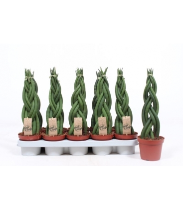 Sansevieria