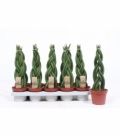 Sansevieria