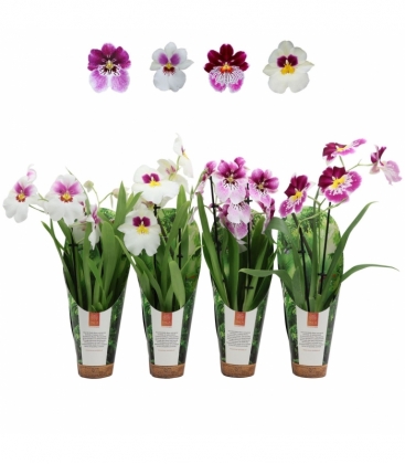 Miltonia