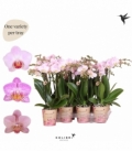 Phalaenopsis