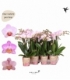 Phalaenopsis