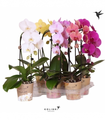 Phalaenopsis