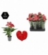 Anthurium