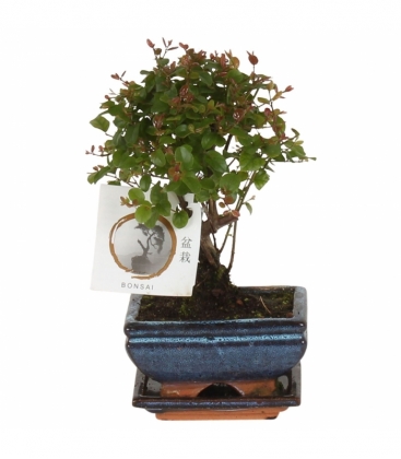 Bonsai