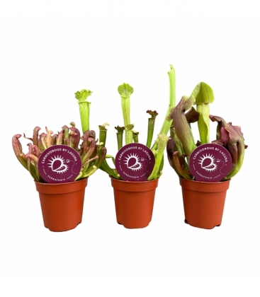 Sarracenia