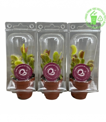 Dionaea