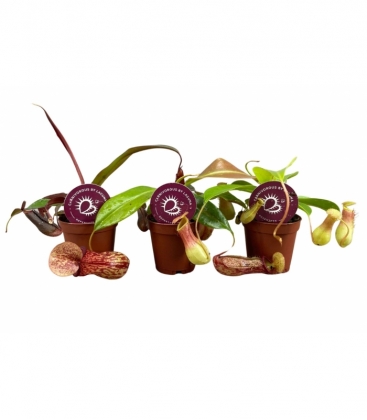 Nepenthes